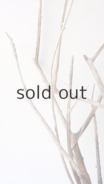 画像3: 流木根（中型） (3)