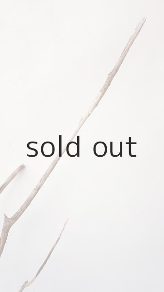 画像5: 流木根（中型） (5)