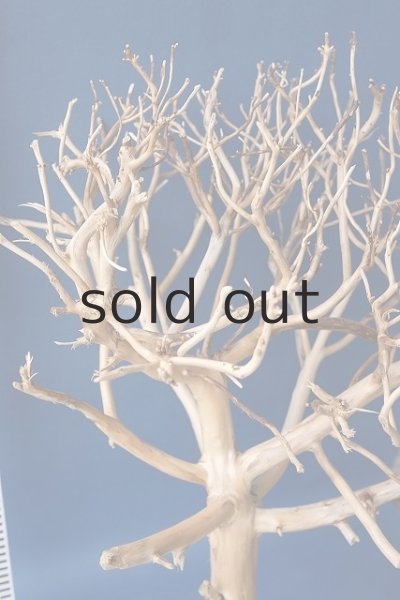 画像7: 枝流木 (7)