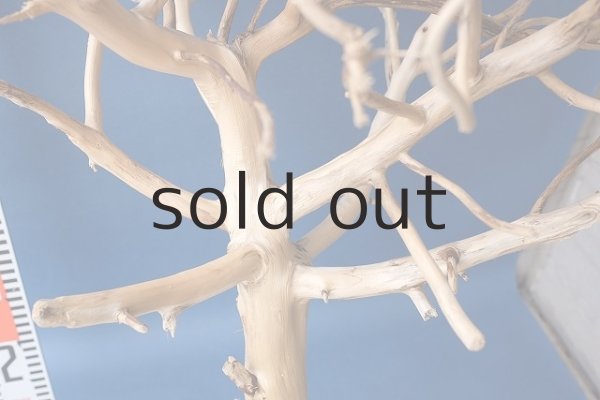 画像8: 枝流木 (8)