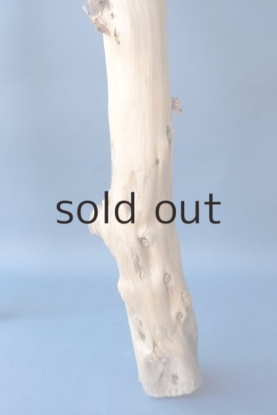 画像6: 枝流木 (6)