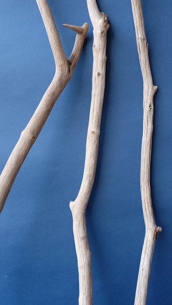 画像3: 小枝流木セット (3)