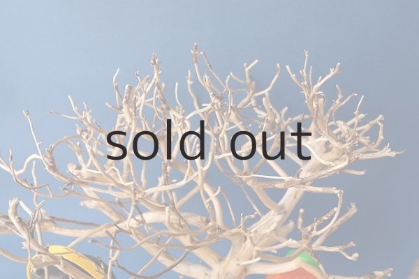 画像5: 枝流木 (5)