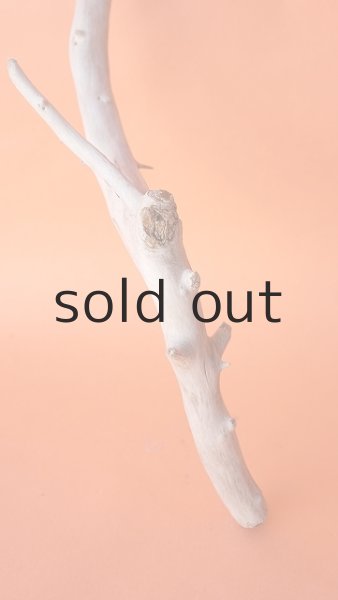 画像3: 枝流木 (3)