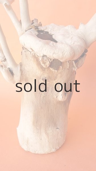 画像2: 枝流木 (2)