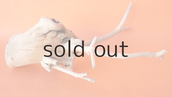 画像5: 枝流木 (5)