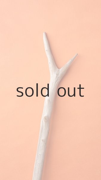 画像4: 枝流木 (4)