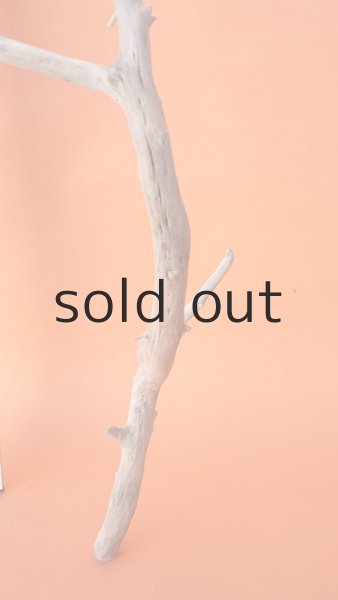 画像7: 枝流木 (7)