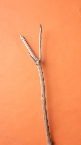 画像4: 枝流木 (4)