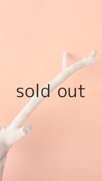 画像4: 枝流木 (4)