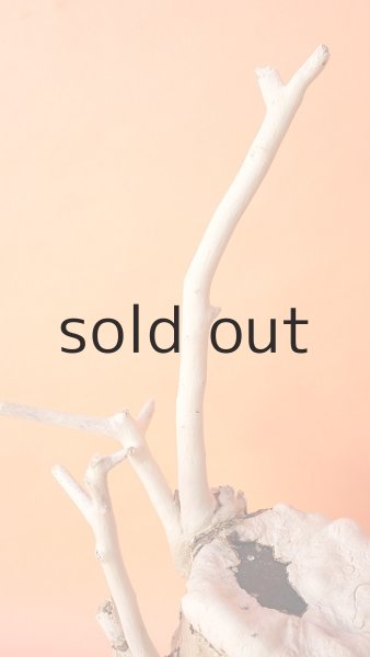 画像3: 枝流木 (3)