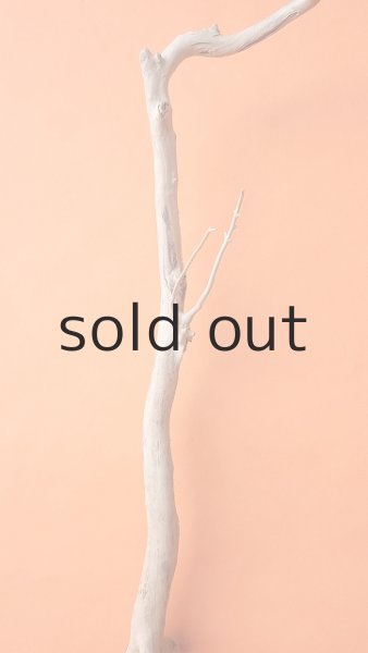 画像4: 枝流木 (4)