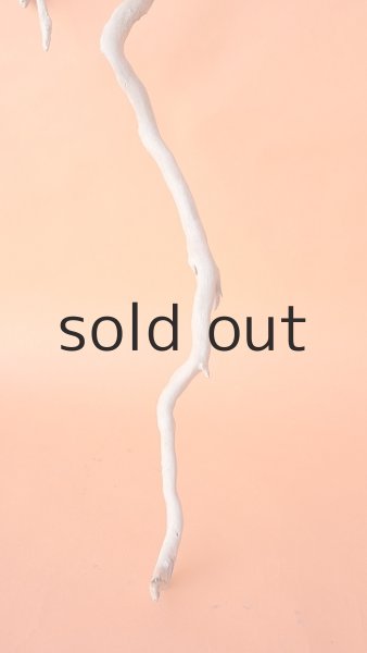 画像2: 枝流木 (2)