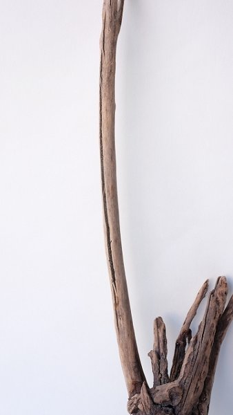 画像4: 流木根 (4)