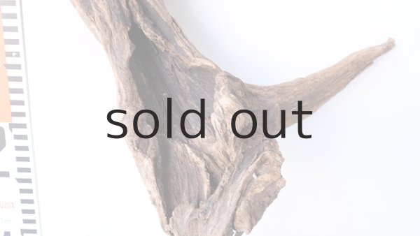 画像10: 流木根 (10)