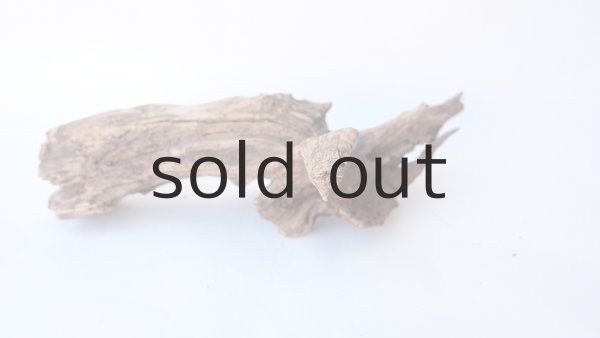 画像6: 流木根 (6)