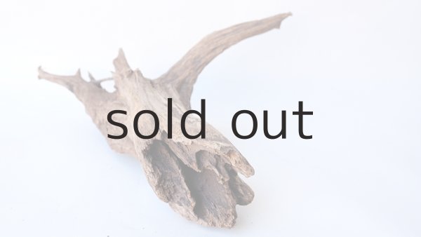 画像9: 流木根 (9)