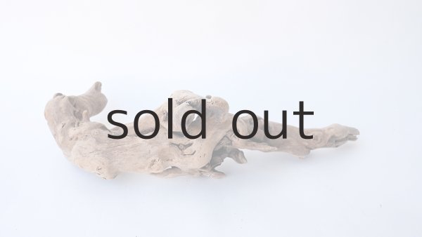 画像4: 流木根 (4)