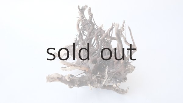 画像5: ミニ流木根 (5)