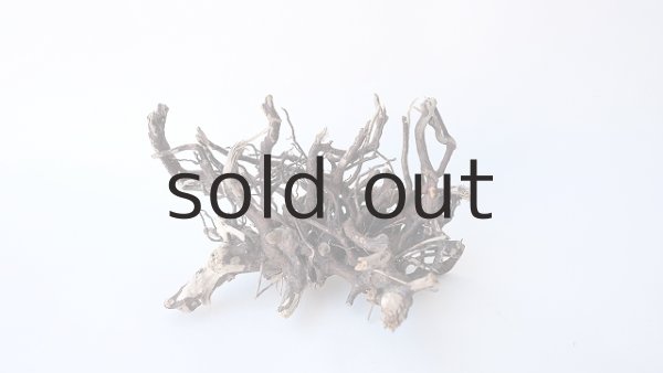 画像2: ミニ流木根 (2)