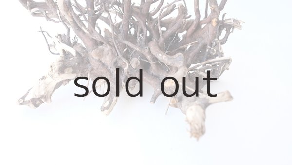 画像3: ミニ流木根 (3)