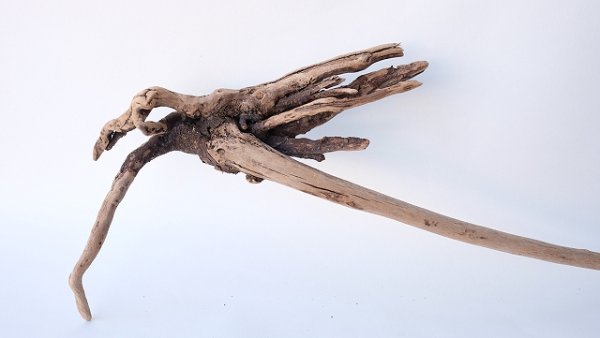 画像7: 流木根 (7)