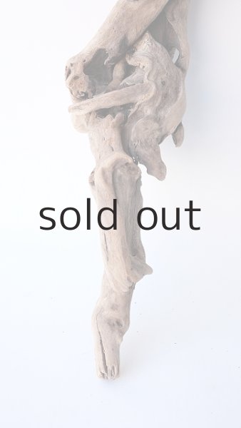 画像2: 流木根 (2)