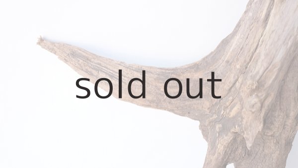 画像4: 流木根 (4)