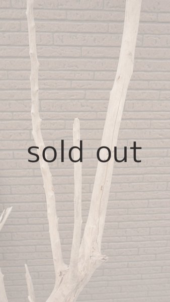 画像8: 大型　幹・根付 (8)