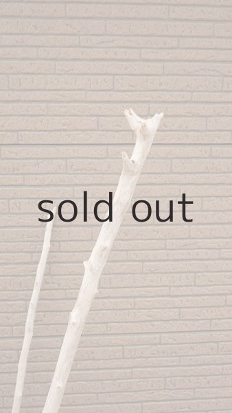 画像6: 大型　幹・根付 (6)