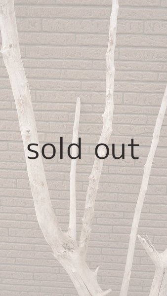 画像4: 大型　幹・根付 (4)