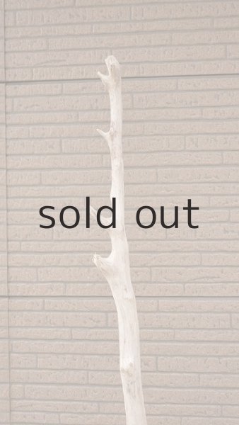 画像5: 大型　幹・根付 (5)