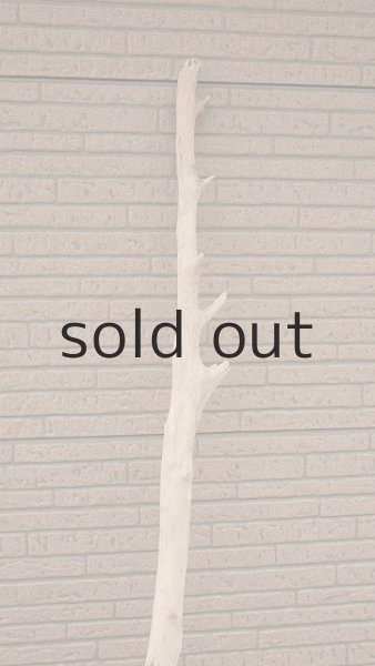 画像9: 大型　幹・根付 (9)