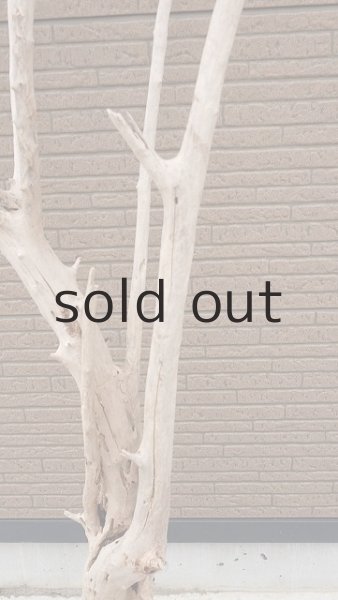 画像7: 大型　幹・根付 (7)