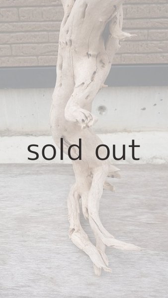 画像2: 大型　幹・根付 (2)