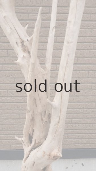 画像3: 大型　幹・根付 (3)