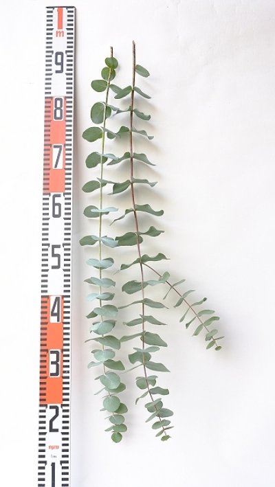 画像3: Dry plants for decor ユーカリ生切り枝（シネレア・銀丸葉）タイプ700mm