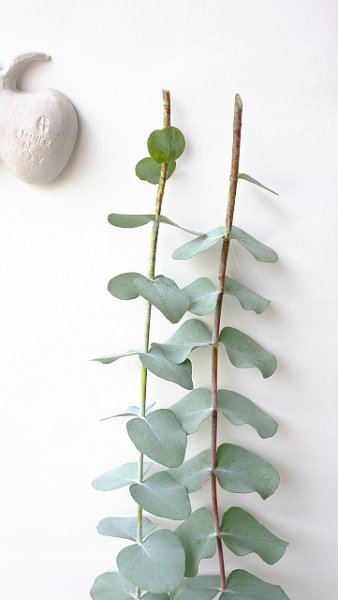 画像4: Dry plants for decor ユーカリ生切り枝（シネレア・銀丸葉）タイプ700mm (4)