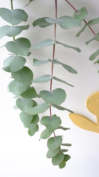 画像2: Dry plants for decor ユーカリ生切り枝（シネレア・銀丸葉）タイプ700mm (2)