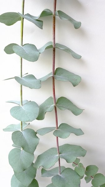 画像3: Dry plants for decor ユーカリ生切り枝（シネレア・銀丸葉）タイプ700mm (3)