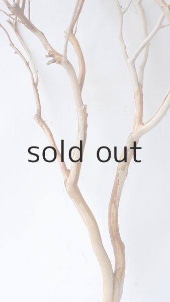 画像4: 枝流木 (4)