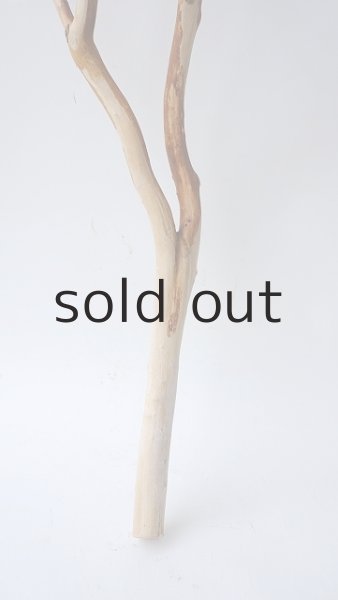 画像3: 枝流木 (3)