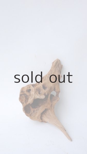 画像2: 変形流木 (2)