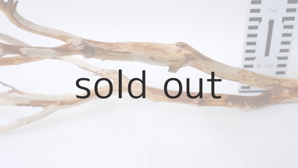 画像9: 枝流木 (9)