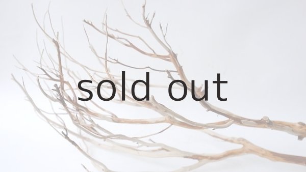 画像7: 枝流木 (7)