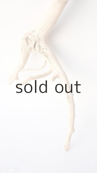 画像2: 流木根 (2)