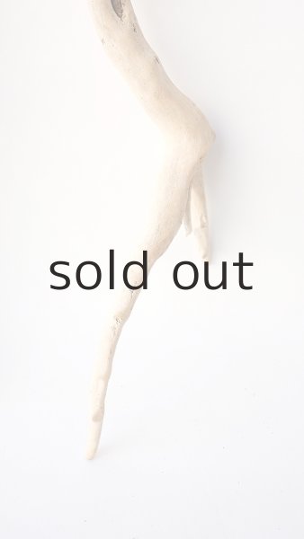 画像5: 流木根 (5)