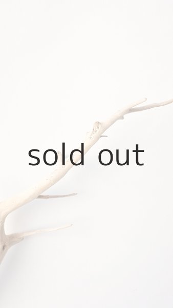 画像4: 流木根 (4)