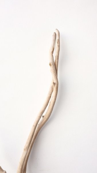 画像4: 流木根 (4)