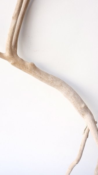 画像3: 流木根 (3)